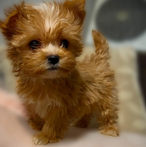 Yorkshire Terrier Welpe zu verkaufen