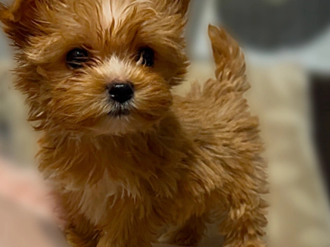 Perros Yorkshire Terrier en venta