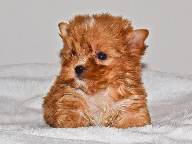 Perros Yorkshire Terrier en venta
