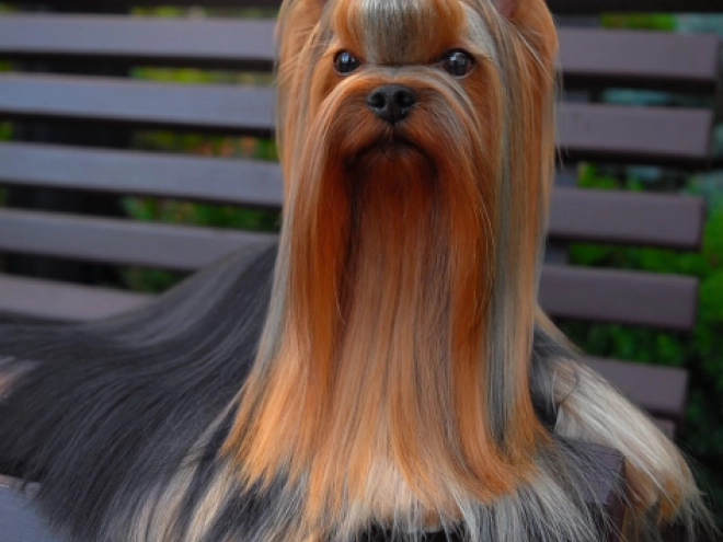 Yorkshire Terrier puppy for sale