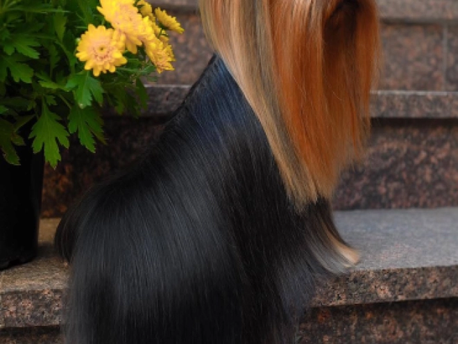 Yorkshire Terrier puppy for sale