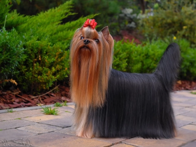Yorkshire Terrier puppy for sale