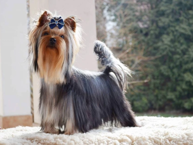 Perros Yorkshire Terrier en venta
