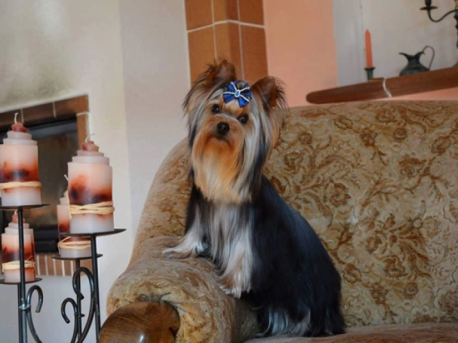 Perros Yorkshire Terrier en venta