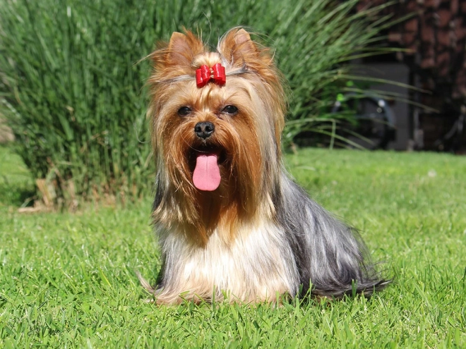 Yorkshire Terrier puppy for sale