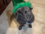 Sparka - Bulldog Francés, EuroPuppy review from Estados Unidos