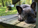 Sparka - Bulldog Francés, EuroPuppy review from Estados Unidos