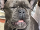 Sparka - Bulldog Francés, EuroPuppy review from Estados Unidos