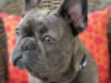Sparka - Bulldog Francés, EuroPuppy review from Estados Unidos