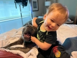 Sparka - Bulldog Francés, EuroPuppy review from Estados Unidos