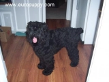 Ivan - Schwarzer Russischer Terrier, EuroPuppy review from USA