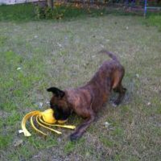Stargazer - Boxer, EuroPuppy review from Malta