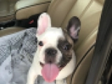 Branca - Französische Bulldogge, EuroPuppy review from Katar