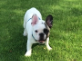 Branca - Französische Bulldogge, EuroPuppy review from Katar