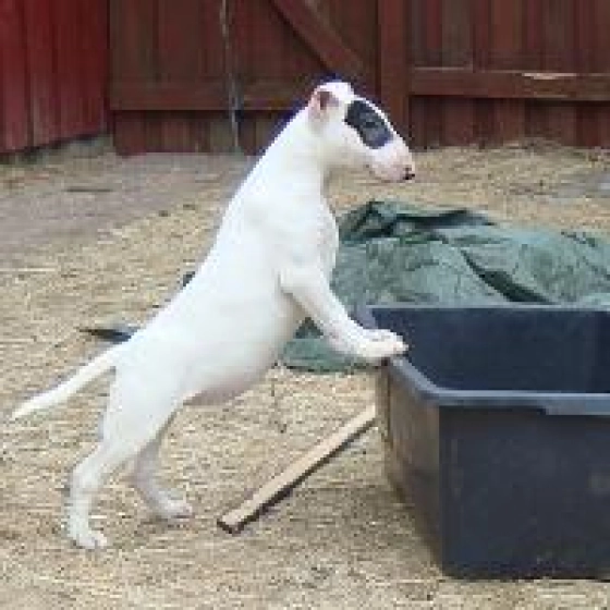 Stubby - Bull Terrier, EuroPuppy review from Sweden