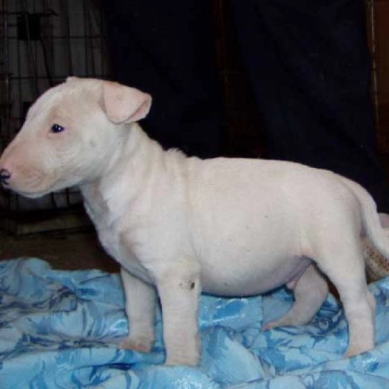 Dongo - Bullterrier, EuroPuppy review from USA