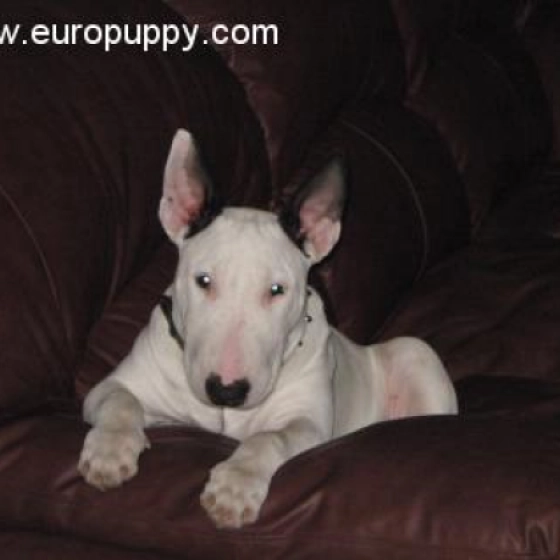 Pisti - Bull Terrier, EuroPuppy review from Canada
