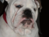 Dolly - Bulldog, EuroPuppy review from Kuwait