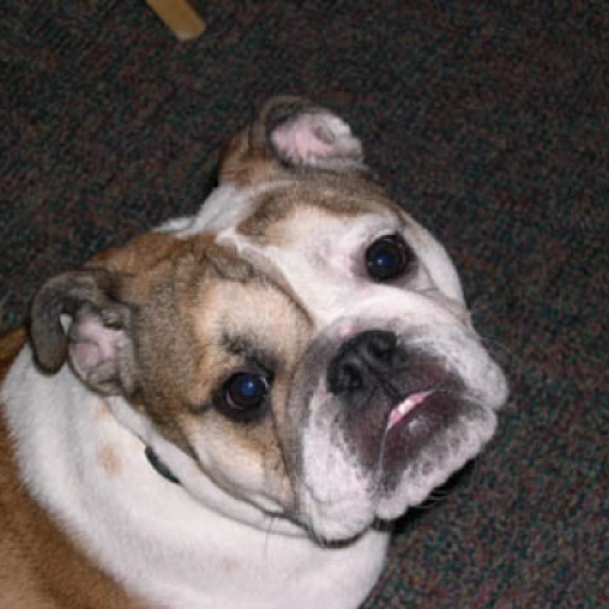 Bella - Bulldogge, EuroPuppy review from USA