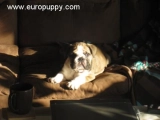 Daze - Bulldog, EuroPuppy review from Germany