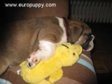 Daze - Bulldog, EuroPuppy review from Germany
