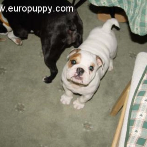 Abby - Bulldog, EuroPuppy review from Alemania