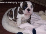 Victoria - Bulldog, EuroPuppy review from United States