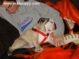 Laszlo - Bulldog, EuroPuppy review from United States