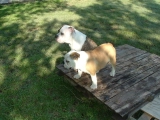 Bella - Bulldog, EuroPuppy review from Estados Unidos