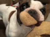 Bullet - Französische Bulldogge, EuroPuppy review from Katar