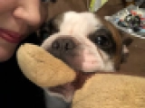 Bullet - Französische Bulldogge, EuroPuppy review from Katar