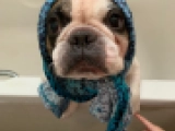 Bullet - Französische Bulldogge, EuroPuppy review from Katar