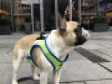 Buzzy - Bulldog Francés, EuroPuppy review from Alemania