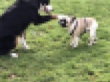 Buzzy - Bulldog Francés, EuroPuppy review from Alemania