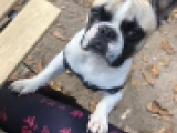 Buzzy - Bulldog Francés, EuroPuppy review from Alemania