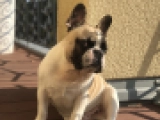 Buzzy - Bulldog Francés, EuroPuppy review from Alemania