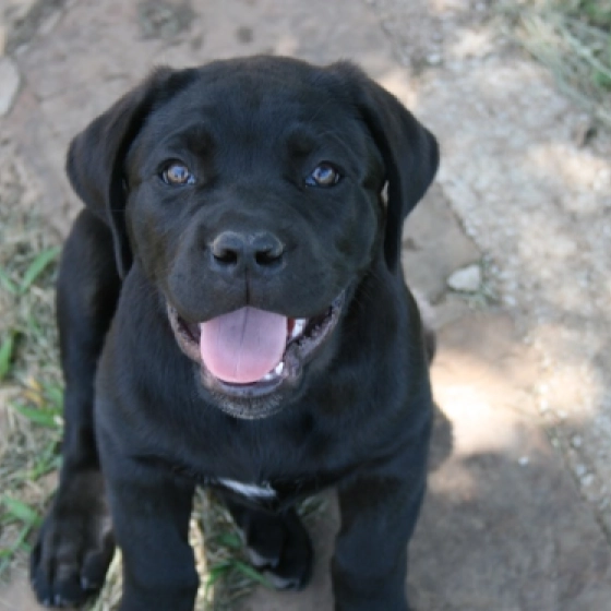 Sniper - Cane Corso, EuroPuppy review from Estados Unidos
