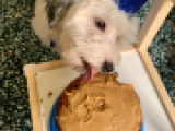 Caramel - Havaneser, EuroPuppy review from Vereinigte Arabische Emirate