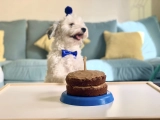 Caramel - Havaneser, EuroPuppy review from Vereinigte Arabische Emirate