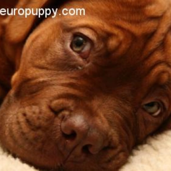 Lola - Dogo de Burdeos, EuroPuppy review from Estados Unidos