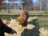 Louie - Dogo de Burdeos, EuroPuppy review from Estados Unidos