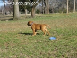 Louie - Dogo de Burdeos, EuroPuppy review from Estados Unidos