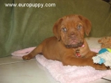 Fiona - Dogue de Bordeaux, EuroPuppy review from United States