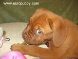 Fiona - Dogue de Bordeaux, EuroPuppy review from United States