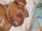 Sonja - Dogue de Bordeaux, EuroPuppy review from United States