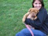 Sonja - Dogue de Bordeaux, EuroPuppy review from United States