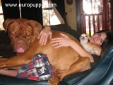 Arthur - Dogue de Bordeaux, EuroPuppy review from USA