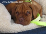 Sampson - Dogue de Bordeaux, EuroPuppy review from USA