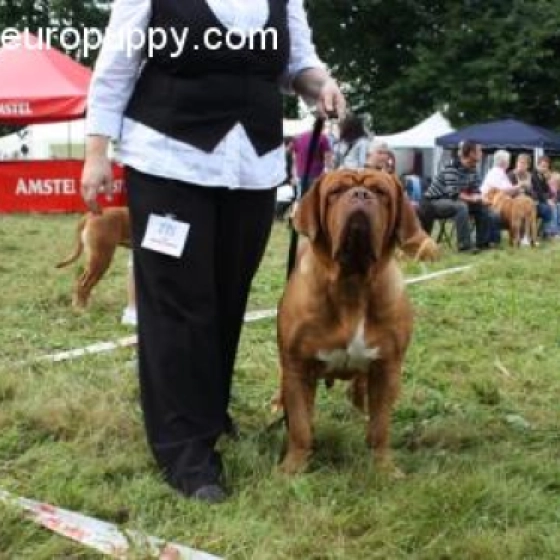 Afra - Dogue de Bordeaux, EuroPuppy review from Norwegen
