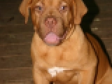 Aida - Dogue de Bordeaux, EuroPuppy review from United States